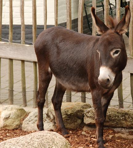 dierentuin emmen_1150